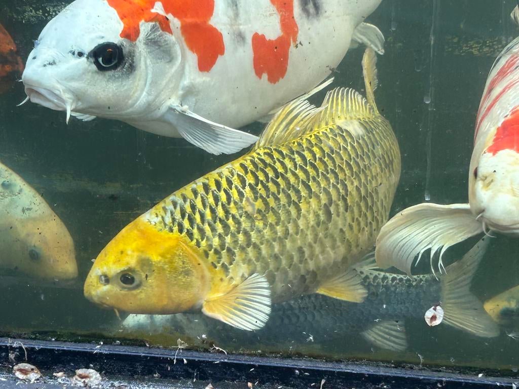 Gele grote koi karper, Dieren en Toebehoren, Vissen | Vijvervissen