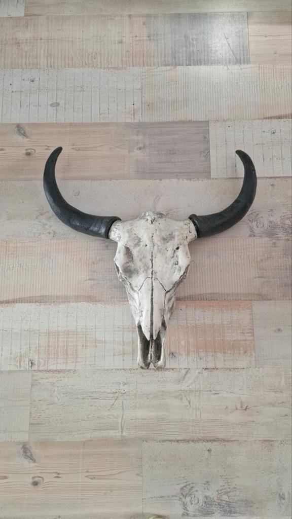 Grote buffel schedel, Ophalen, 62 cm, 66 cm, Zo goed als nieuw