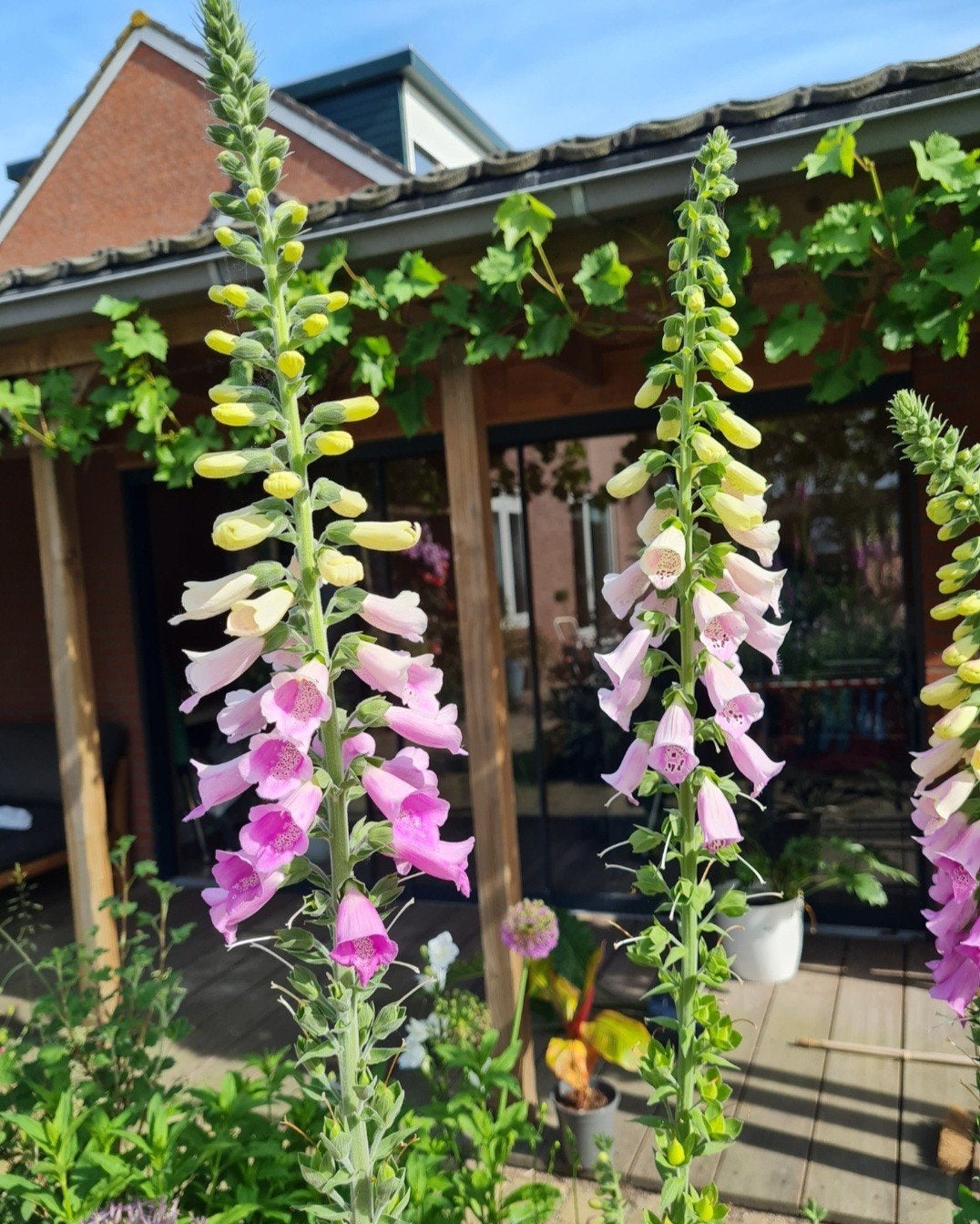 Vingerhoedskruid zaden - Roze en Witte bloemen, Tuin en Terras, Bloembollen en Zaden, Ophalen, Zaad
