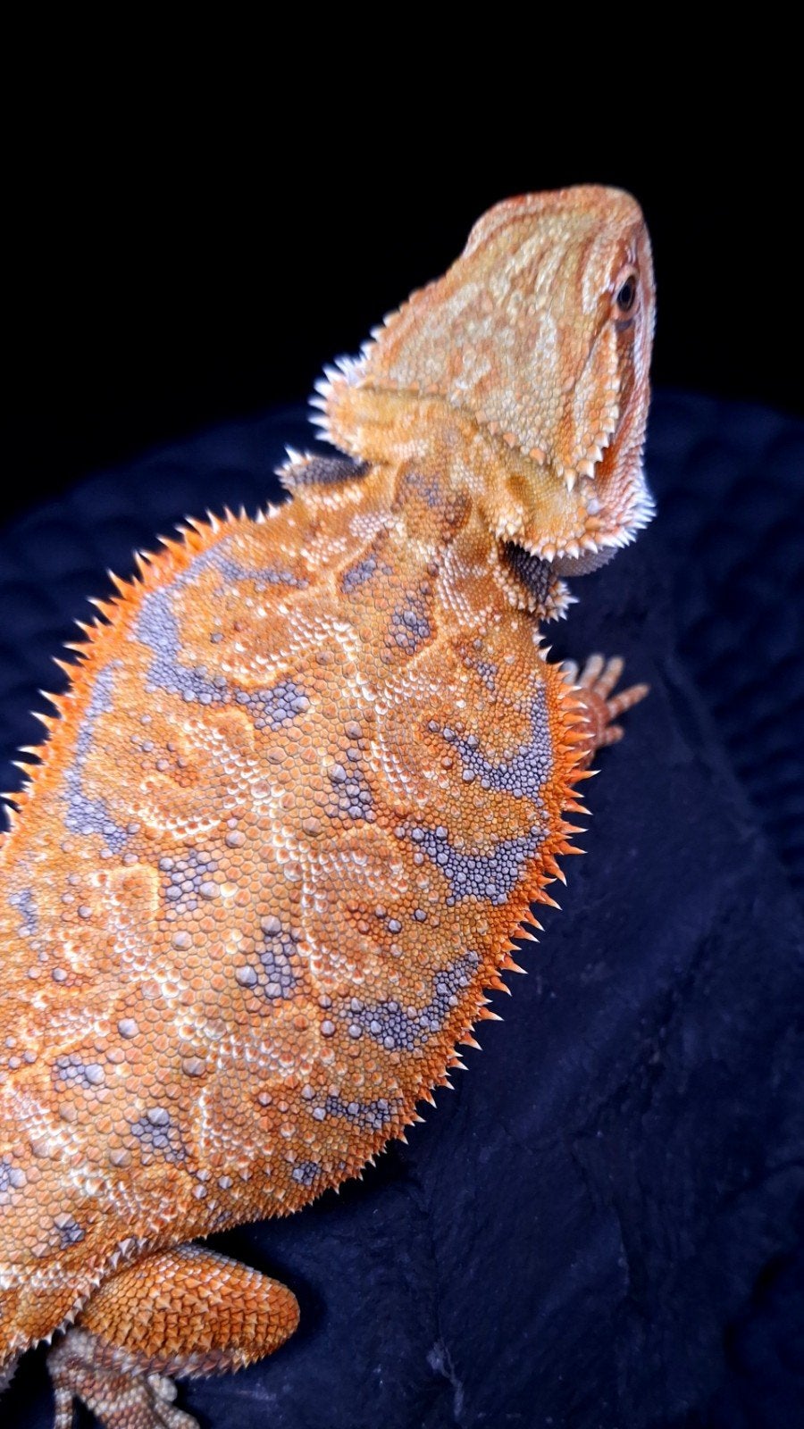 50% Red Monster Tiger Triple het. Baardagaam Man (holdback), Dieren en Toebehoren, Hagedis, 0 tot 2 jaar