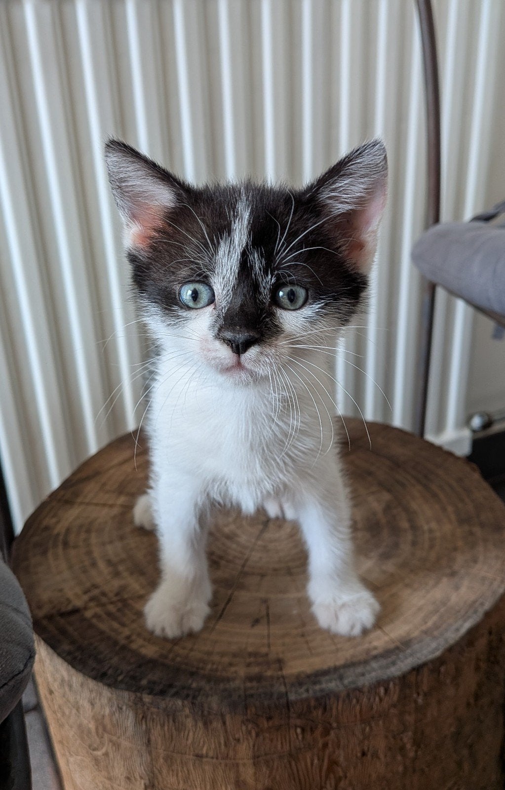 boerderij kittens, Dieren en Toebehoren, Katten en Kittens | Raskatten | Langhaar, Meerdere dieren, 0 tot 2 jaar