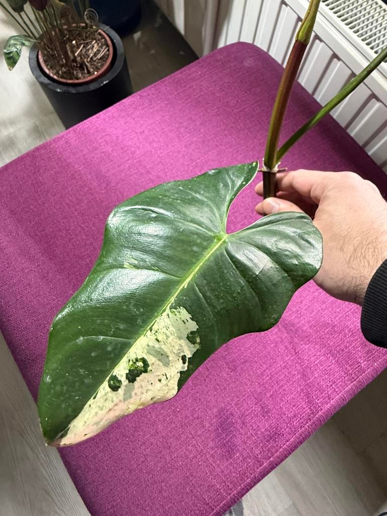 Philodendron  ilsemanii, Huis en Inrichting, Ophalen of Verzenden, Halfschaduw, Minder dan 100 cm