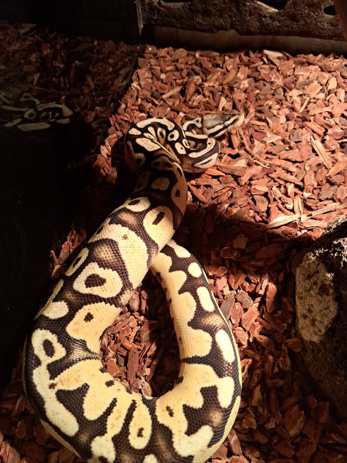 koningspython (regius) firefly vrouw Ball Python photo 2