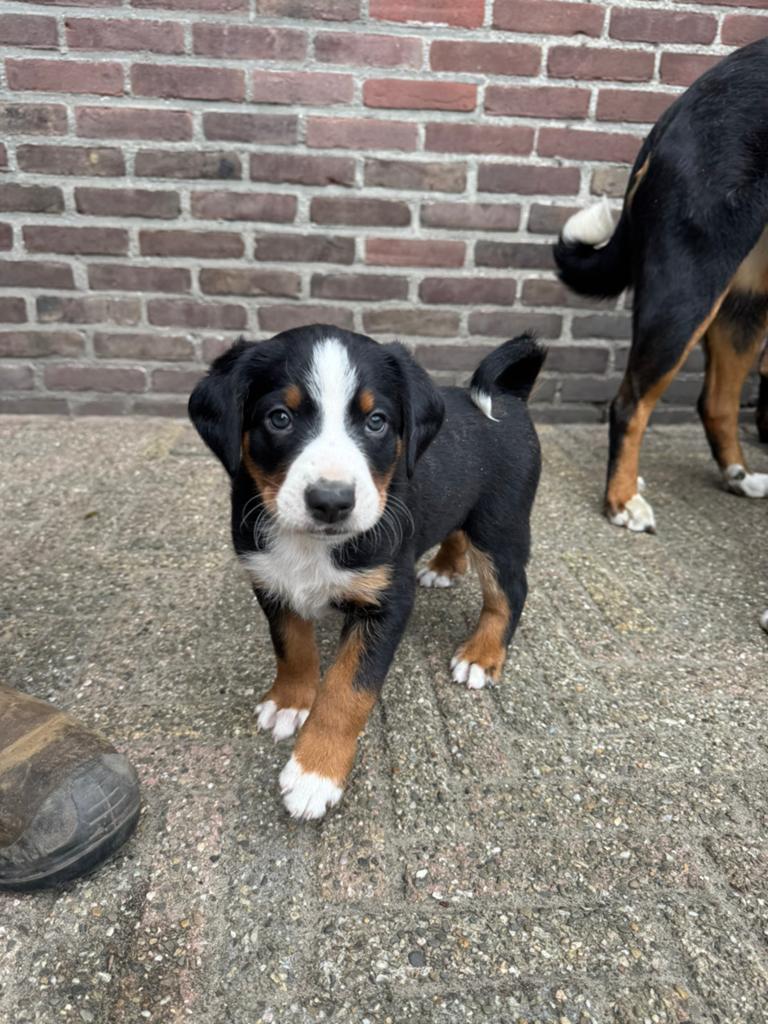 Appenzeller Sennen puppy’s te koop, Dieren en Toebehoren, Honden | Herdershonden en Veedrijvers, Overige rassen, Meerdere, Meerdere dieren