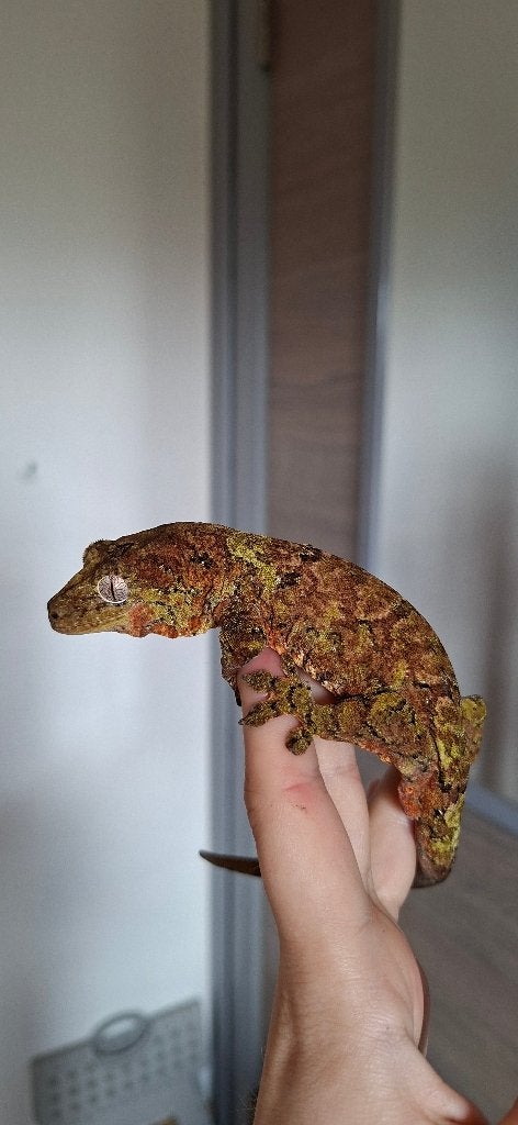 Mainland Chahoua gecko man, Hagedis, Tam, 0 tot 2 jaar