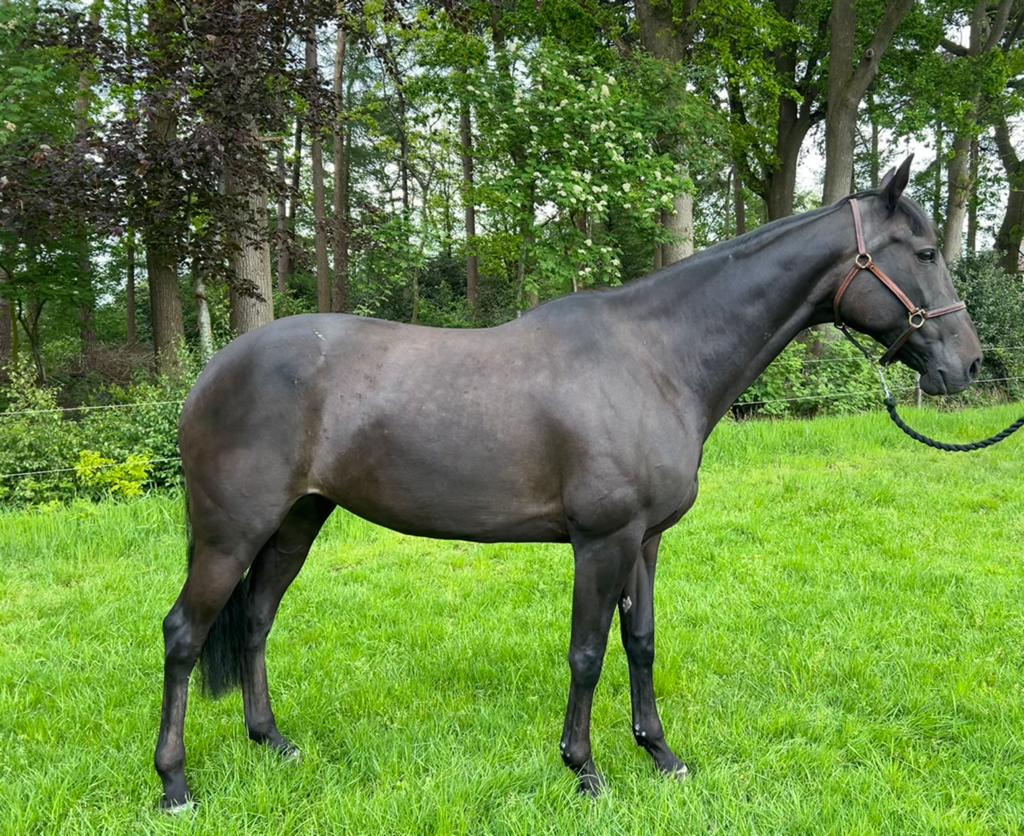 Super lieve 11 jarige draver merrie, Merrie, 11 jaar of ouder, Met stamboom, B