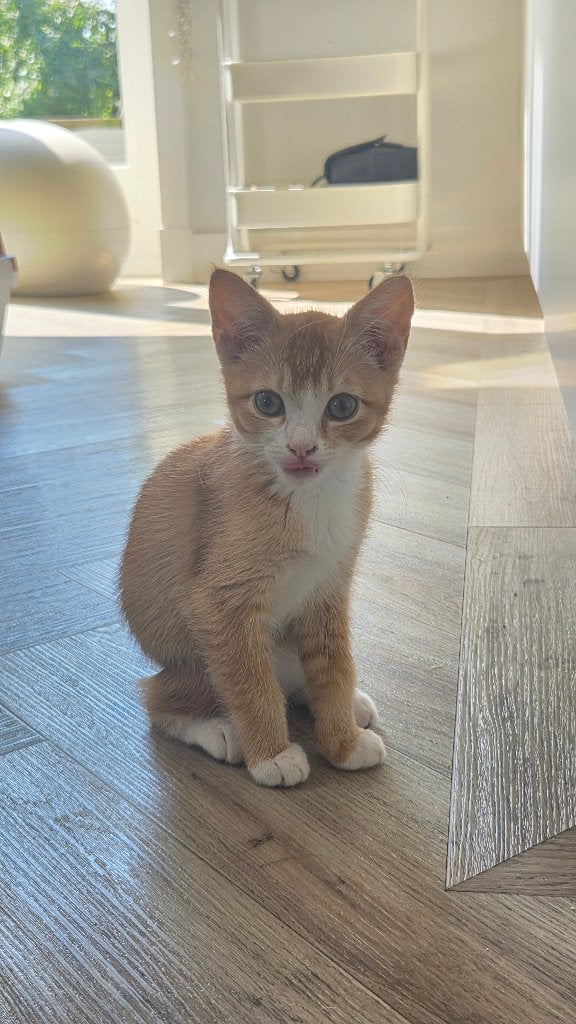 Lieve abessijn mix kitten (poesje), Poes, Ontwormd, 0 tot 2 jaar