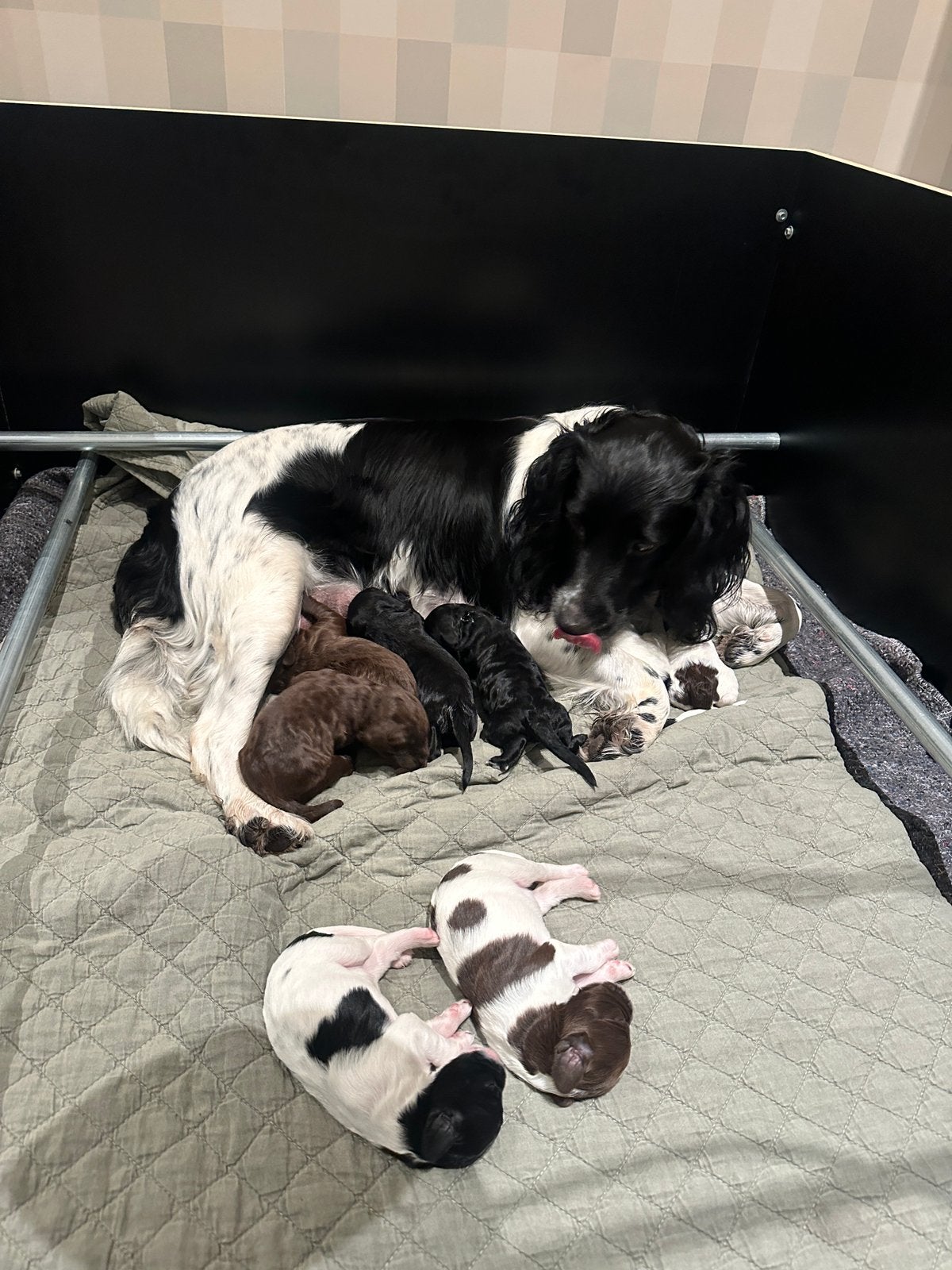 Sproodle / springerdoodle pups, Overige rassen, 8 tot 15 weken, Parvo, Meerdere