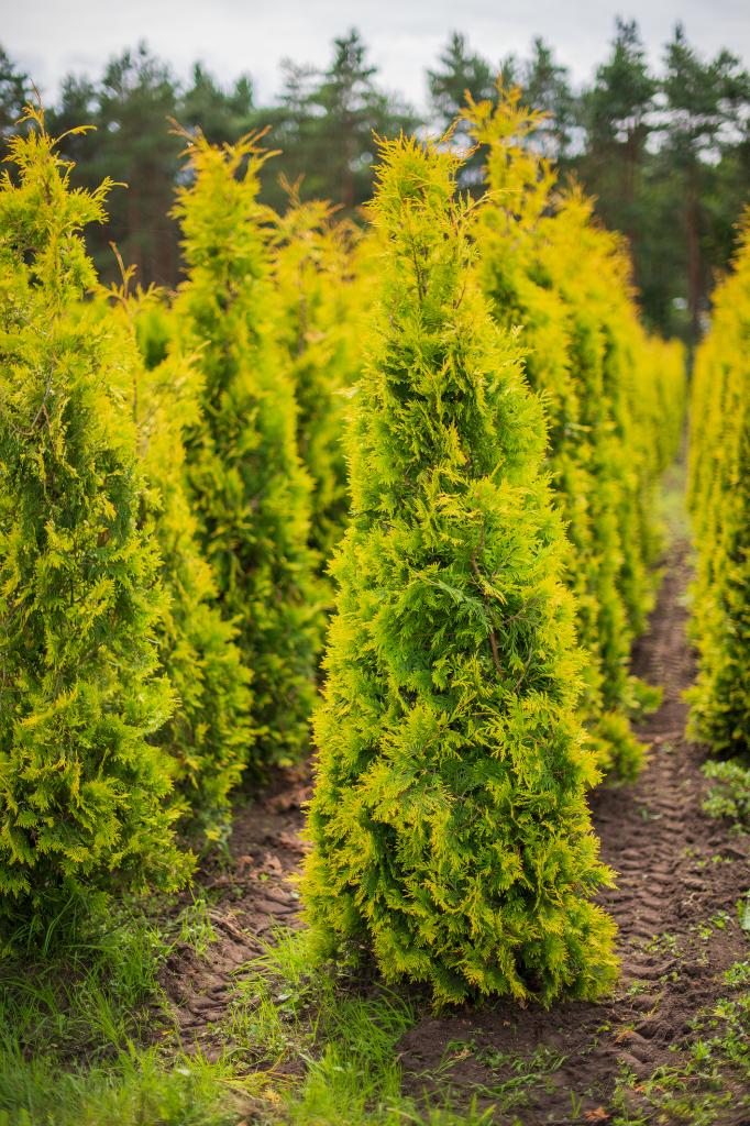 Thuja occidentalis Yellow Ribbon 200-225 kluit, Ophalen, Conifeer, Haag, 100 tot 250 cm