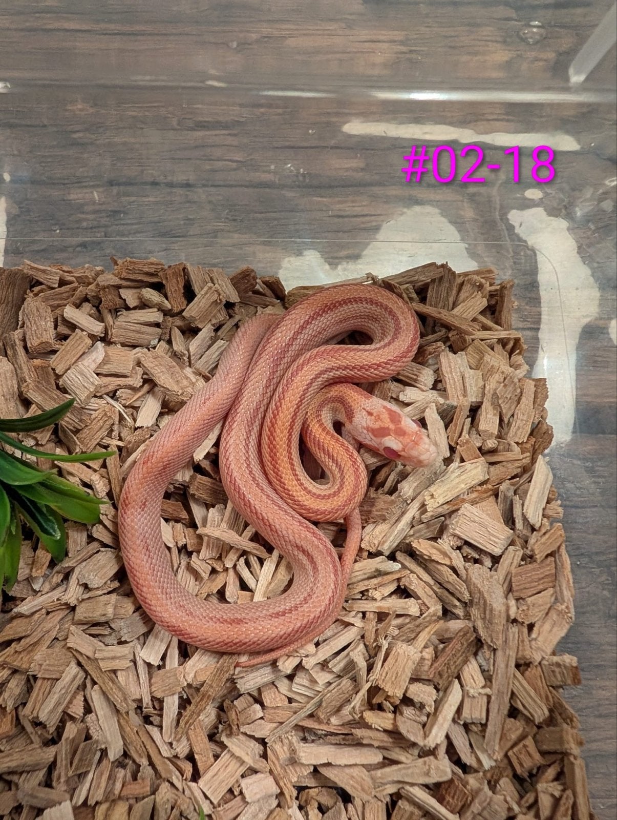 Div jonge rattenslangen in verschillende kleuren en patronen Rat Snake photo 18