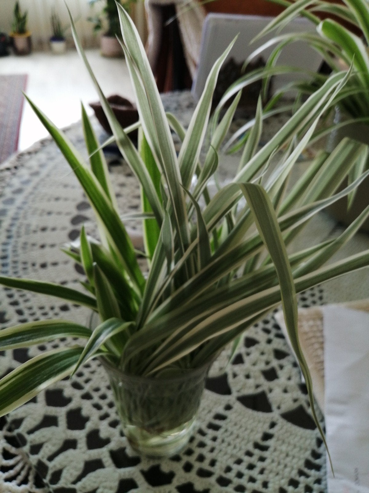 GRATIS Graslelie (Chlorophytum comosum) stekjes, Huis en Inrichting, Kamerplanten, Ophalen