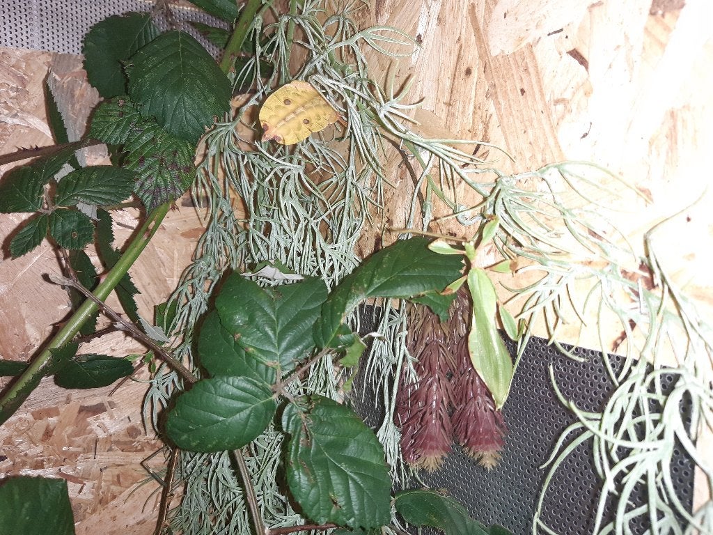 Phyllium mabantai (wandelend blad), Dieren en Toebehoren, Wandelende tak