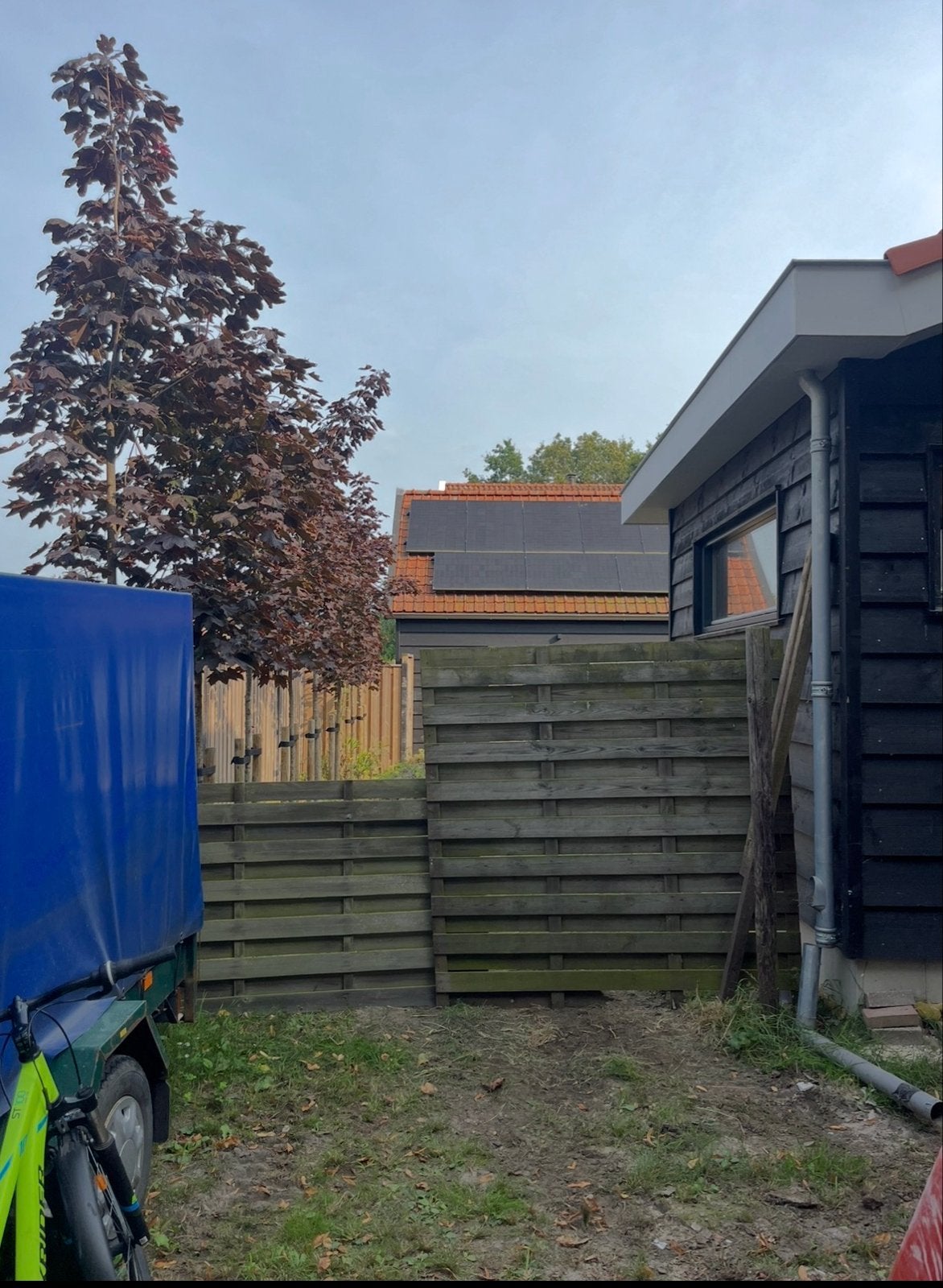 Roodbladige Esdoorns op stam (per 2), Ophalen, Overige soorten, 250 tot 400 cm