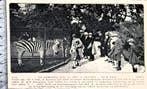 Artis 1926; bij de zebra's origineel fotoknipsel, Verzenden, Voor 1940, Gebruikt, Dier