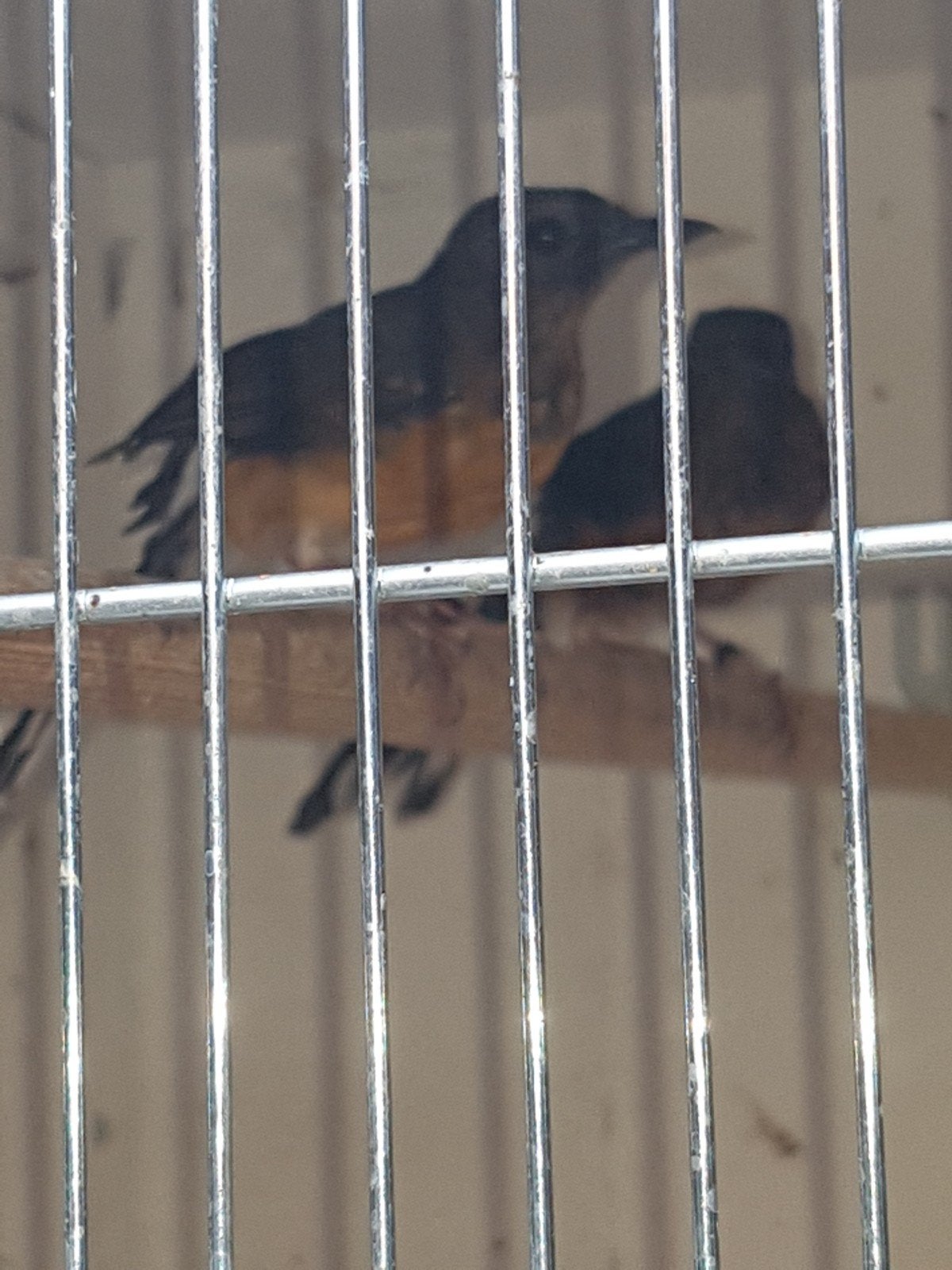 2_ 4 schamalijsters  2026, Dieren en Toebehoren, Vogels | Overige Vogels, Meerdere dieren, Geringd