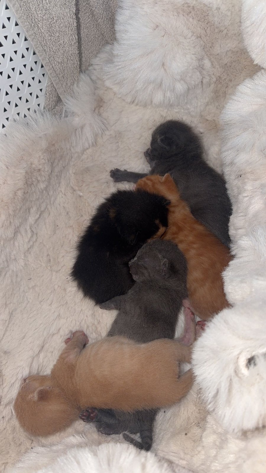 Kittens