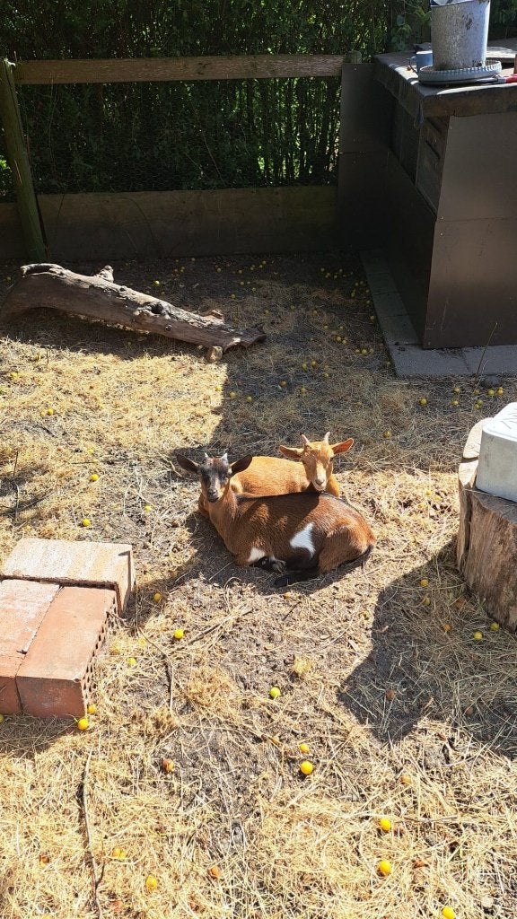 dwerggeit, Dieren en Toebehoren, Vrouwelijk, Geit, 0 tot 2 jaar