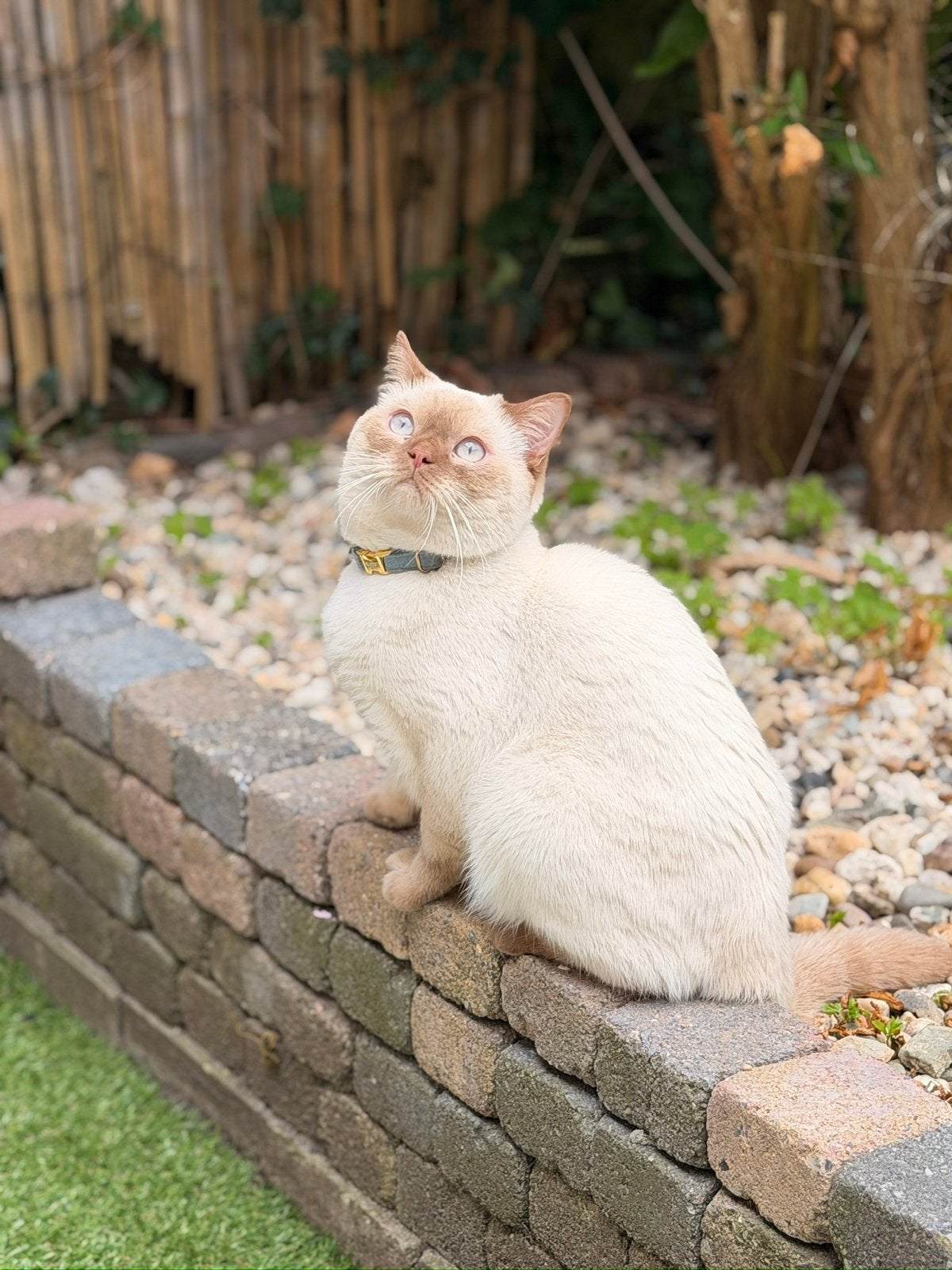 Lieve Britse korthaar, Kater, Gechipt, 0 tot 2 jaar