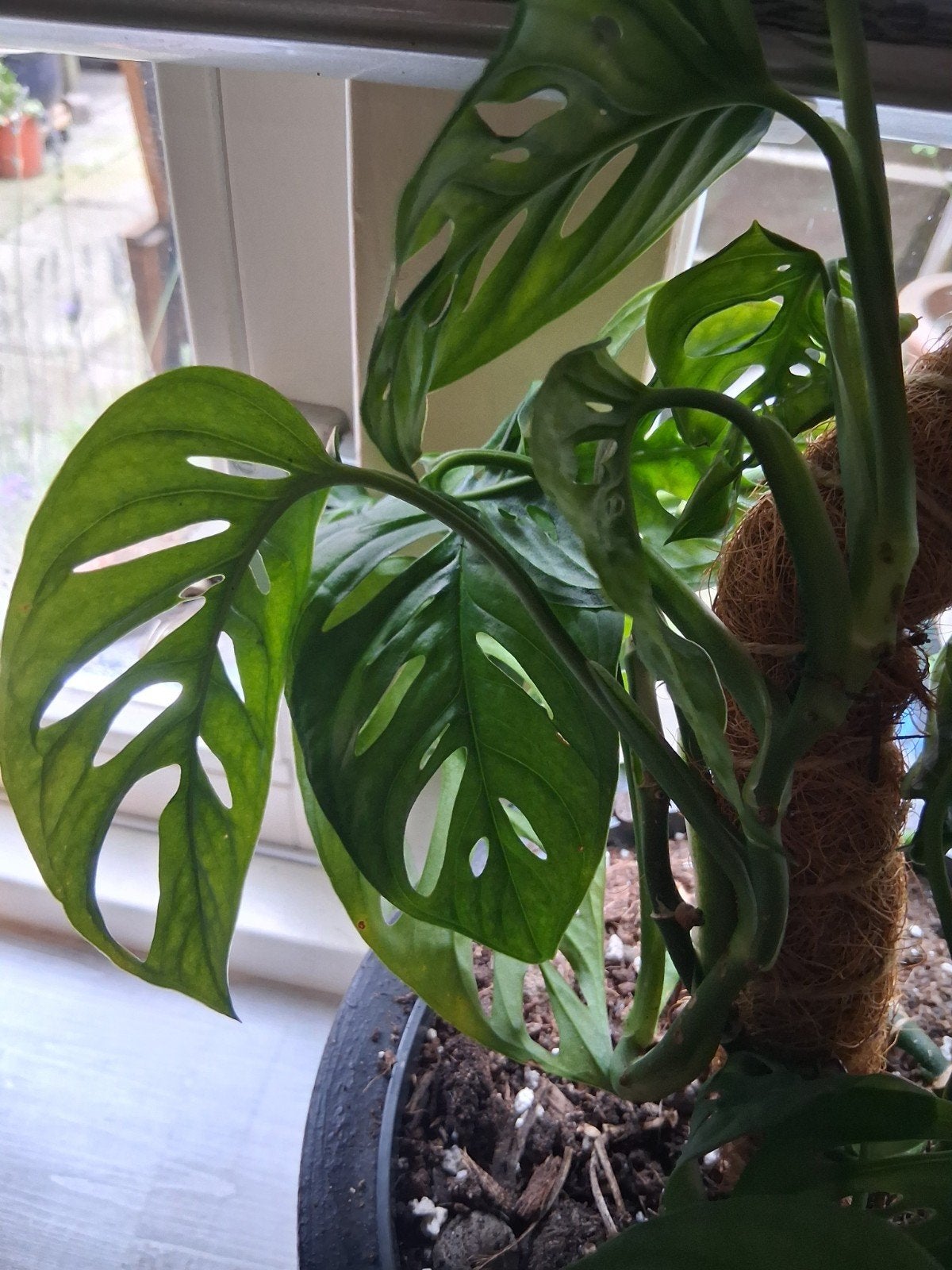 Stekjes(boxen) te koop van makkelijke kamerplanten. OP=OP, Ophalen, Halfschaduw, Minder dan 100 cm
