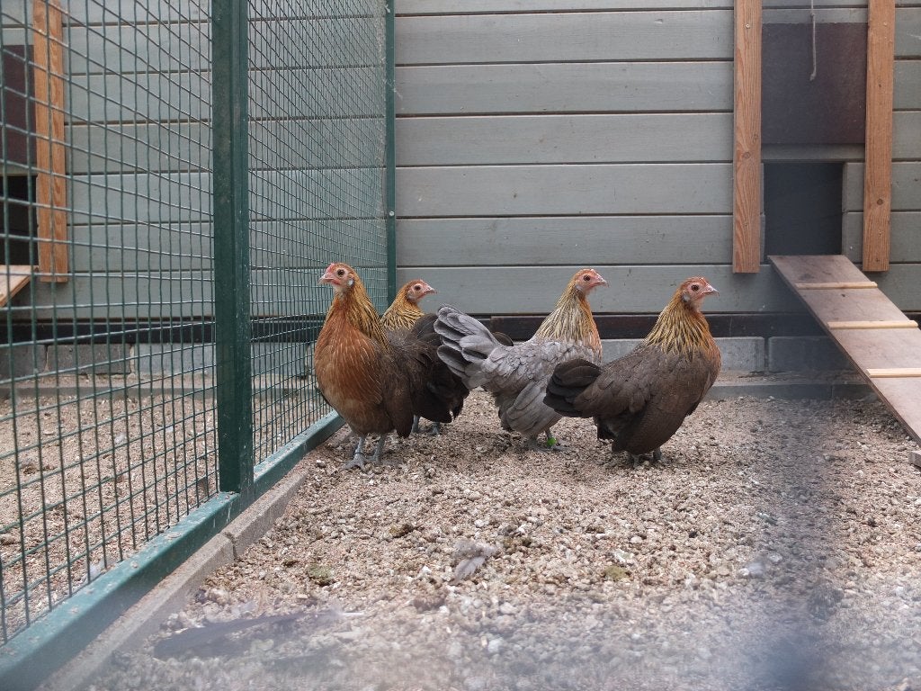 jong hollandse kriel patrijs  Trio  ( 2 hennen, 1 haan), Meerdere dieren, Kip