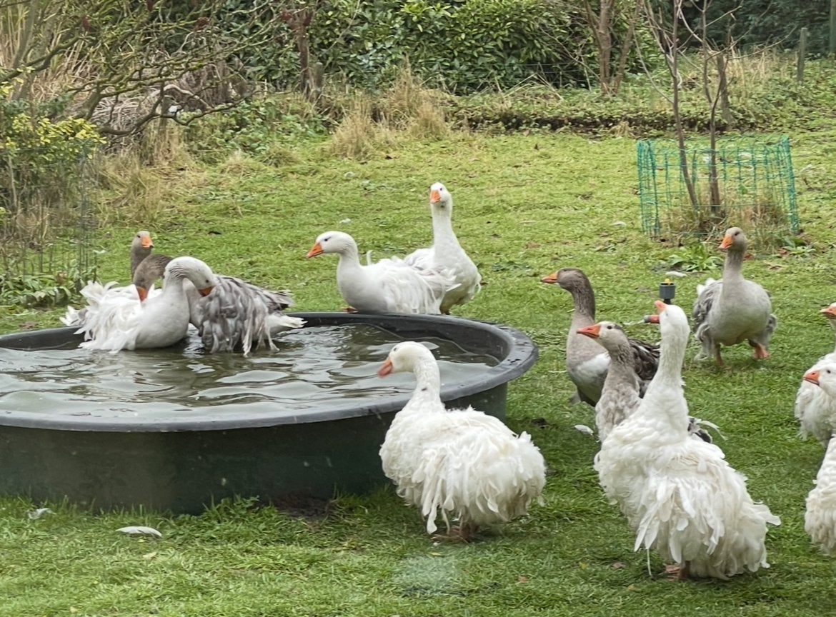 Sebastepolganzen Krulveerganzen gans ganzen, Meerdere dieren, Eend