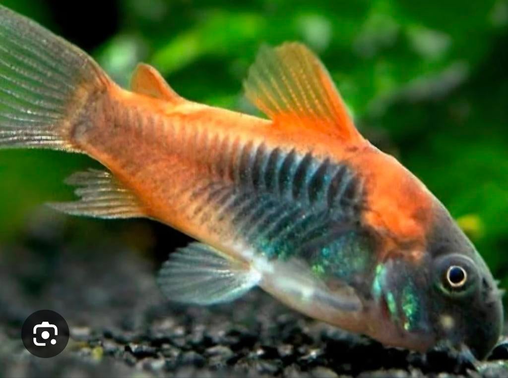 Corrydoras venezuela orange, Dieren en Toebehoren, Vissen | Aquariumvissen, Vis