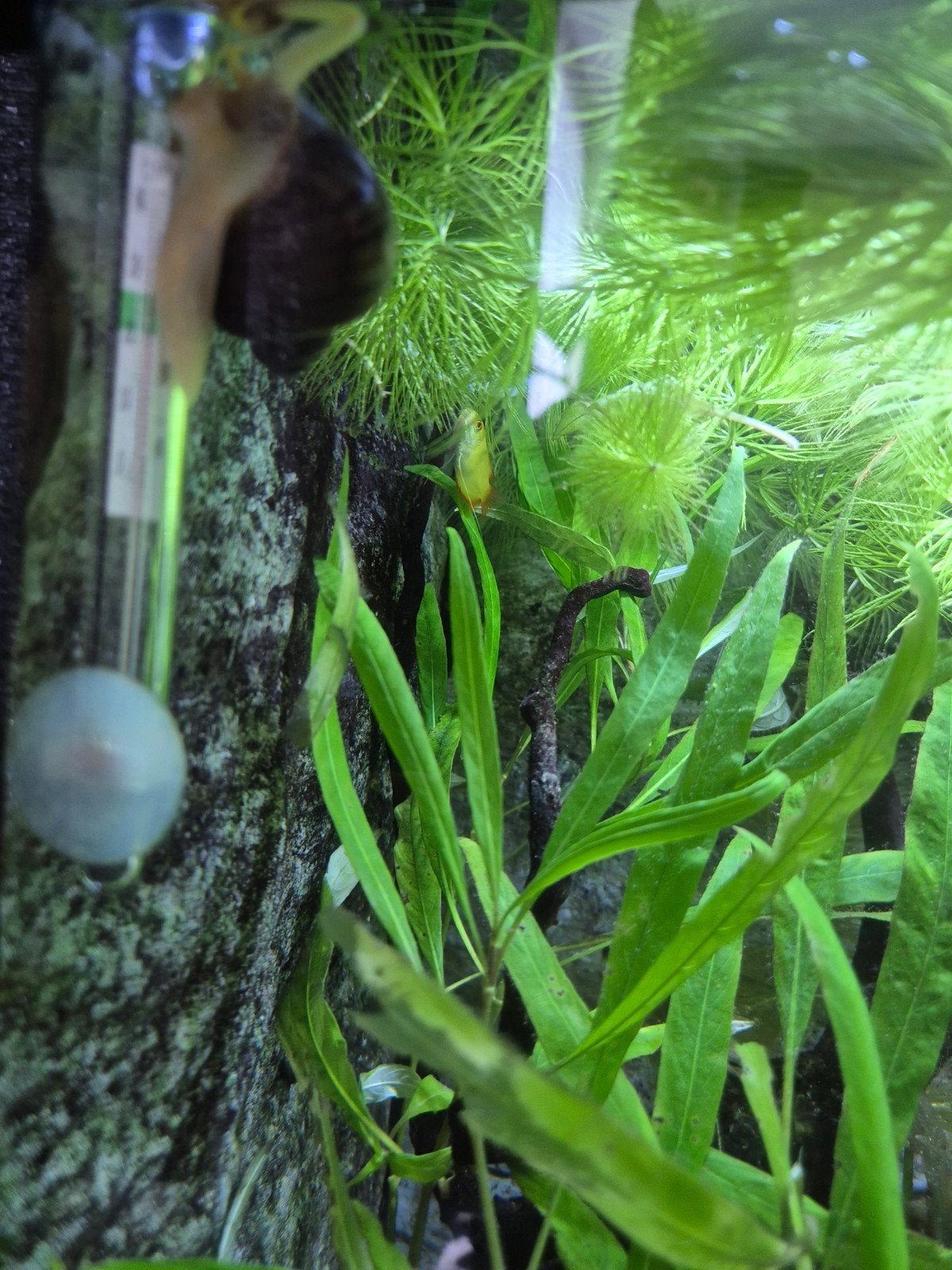 Aquarium, Ophalen, Zo goed als nieuw, Gevuld zoetwateraquarium