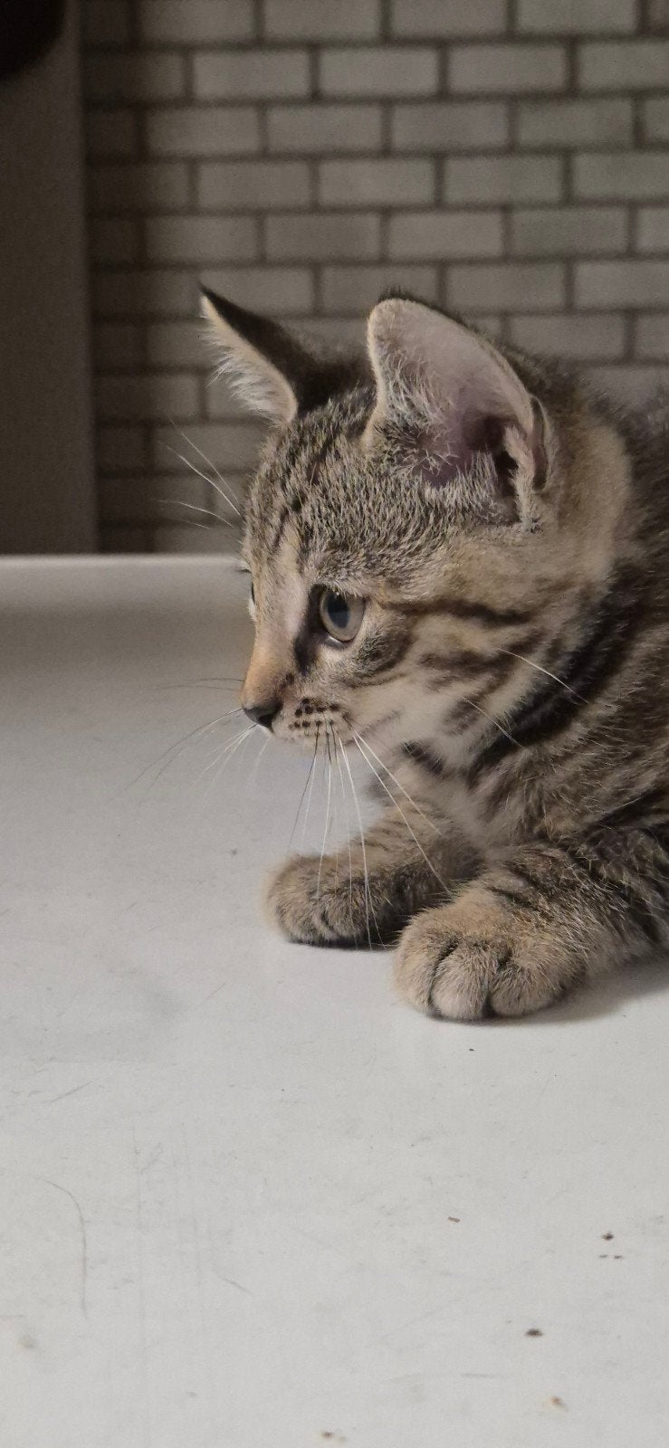 Kittens van de boerderij, Dieren en Toebehoren, Katten en Kittens | Dekkaters, 0 tot 2 jaar