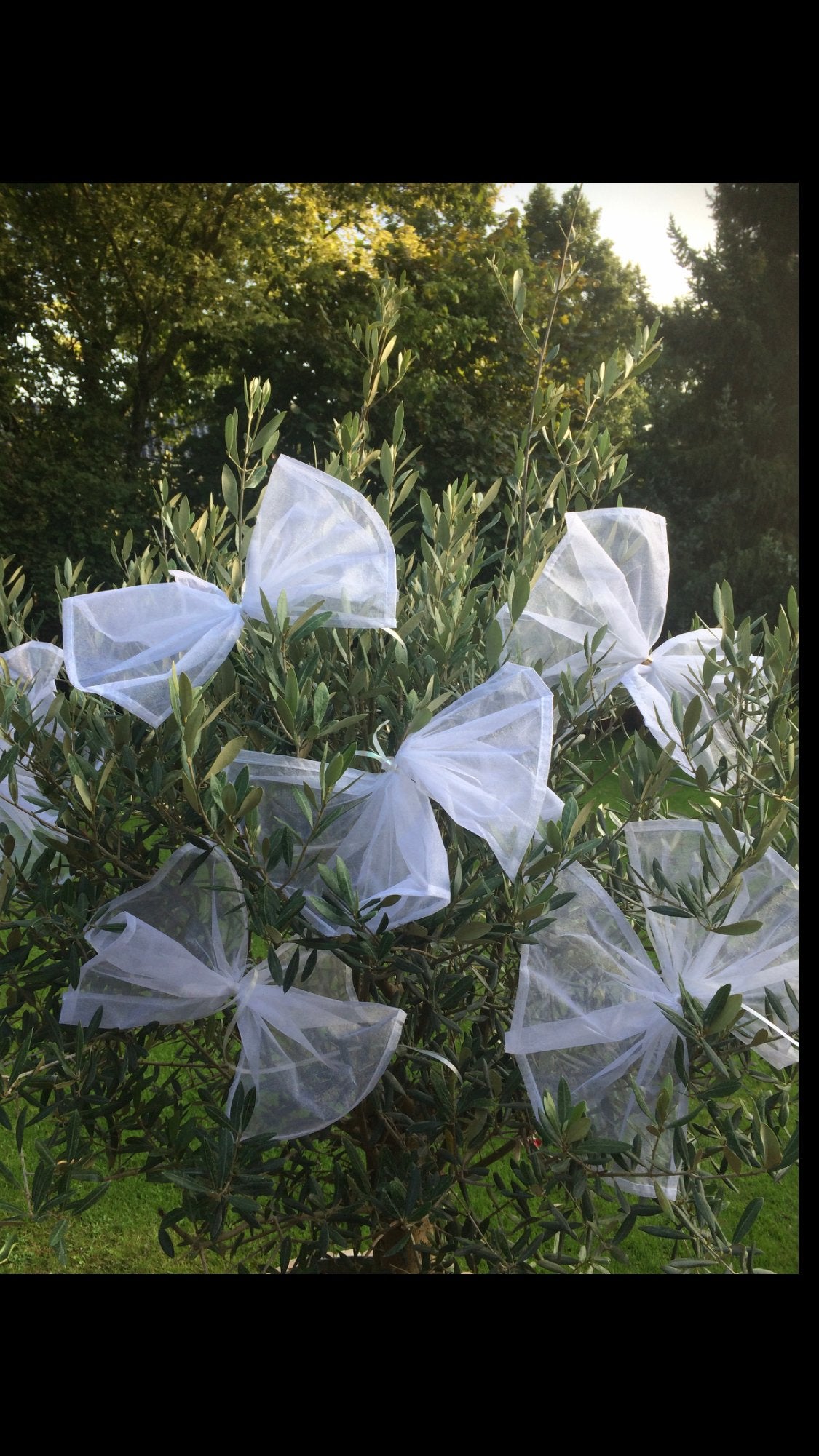 Witte strikken voor bruiloft decoratie 25 stuks organza, Ophalen of Verzenden, Nieuw