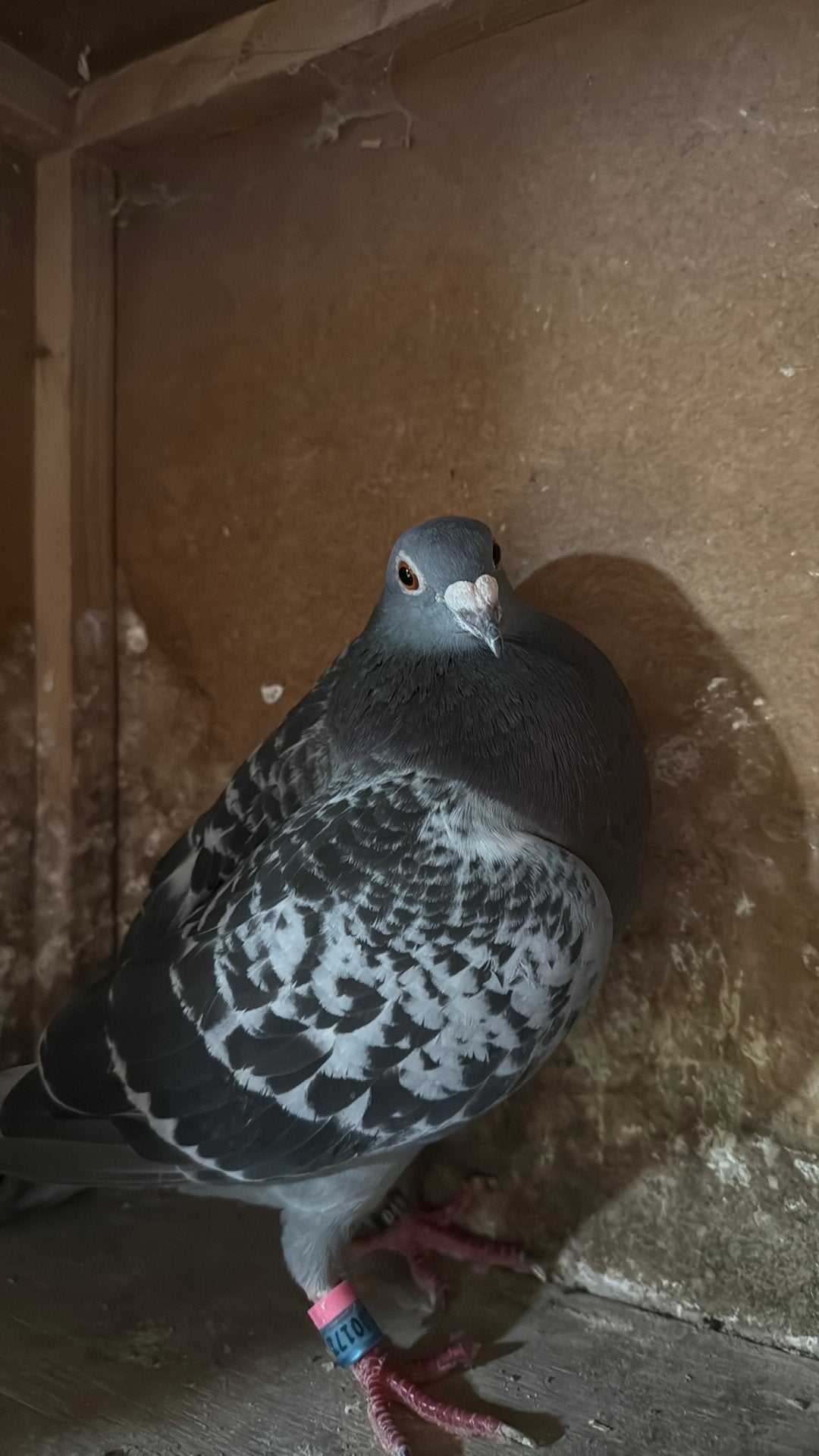 Duivin 172, Dieren en Toebehoren, Vogels | Duiven, Vrouwelijk, Postduif