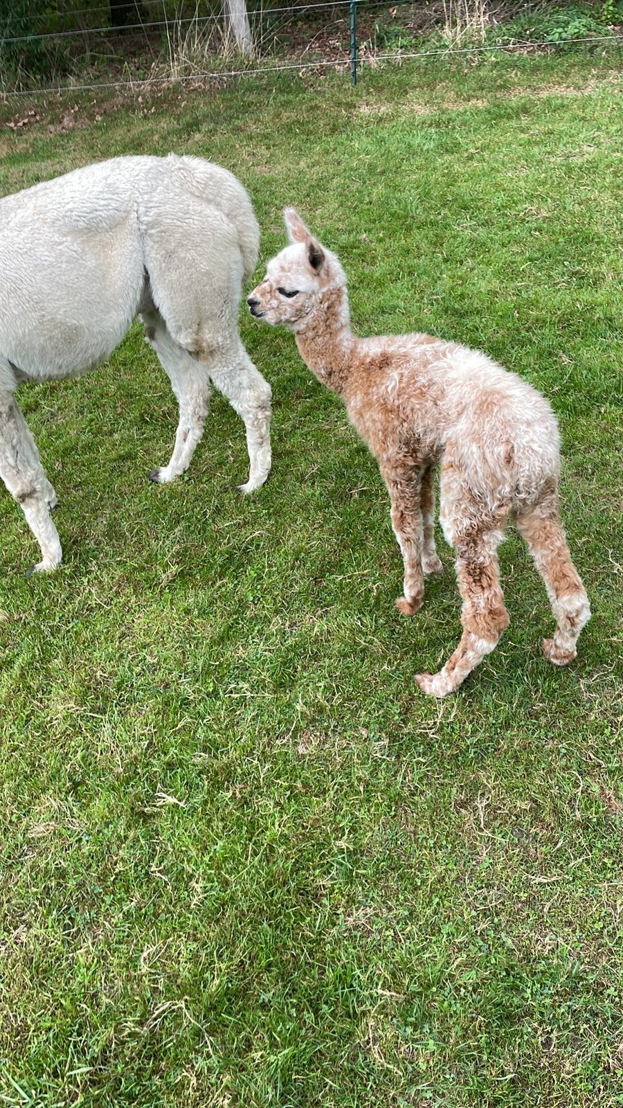 Alpaca’s merries met veulen aan de voet, Dieren en Toebehoren, Overige Dieren, Oktober, Vrouwelijk