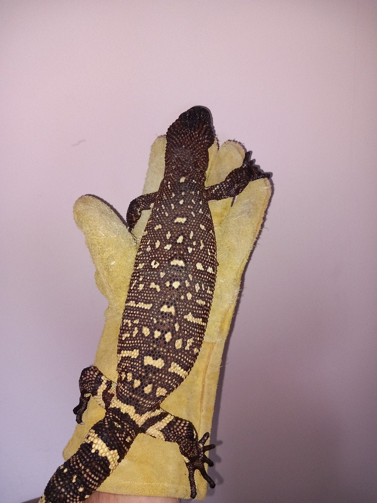 Heloderma horridum exasperatum nk22, Hagedis, Tam, 3 tot 6 jaar
