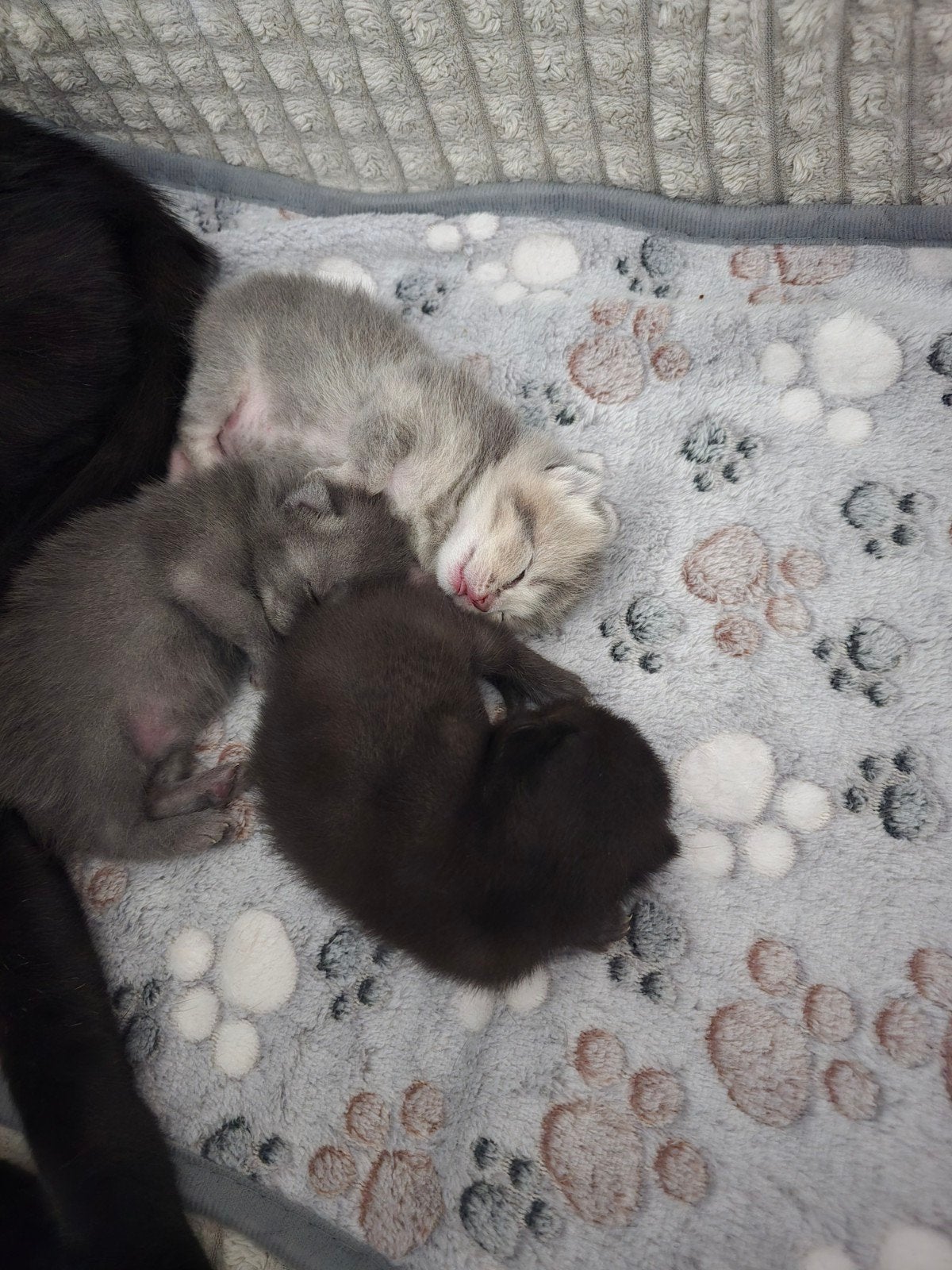 Prachtige Britse Korthaar kittens te koop, Dieren en Toebehoren, Katten en Kittens | Raskatten | Korthaar, Meerdere dieren, Ontwormd