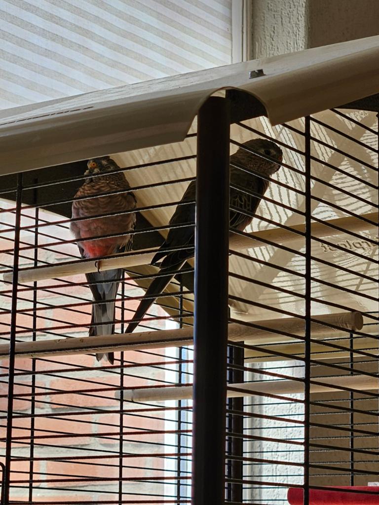Kamer voiere met 2 Bouks pakietten, Ophalen, Aluminium, Volière