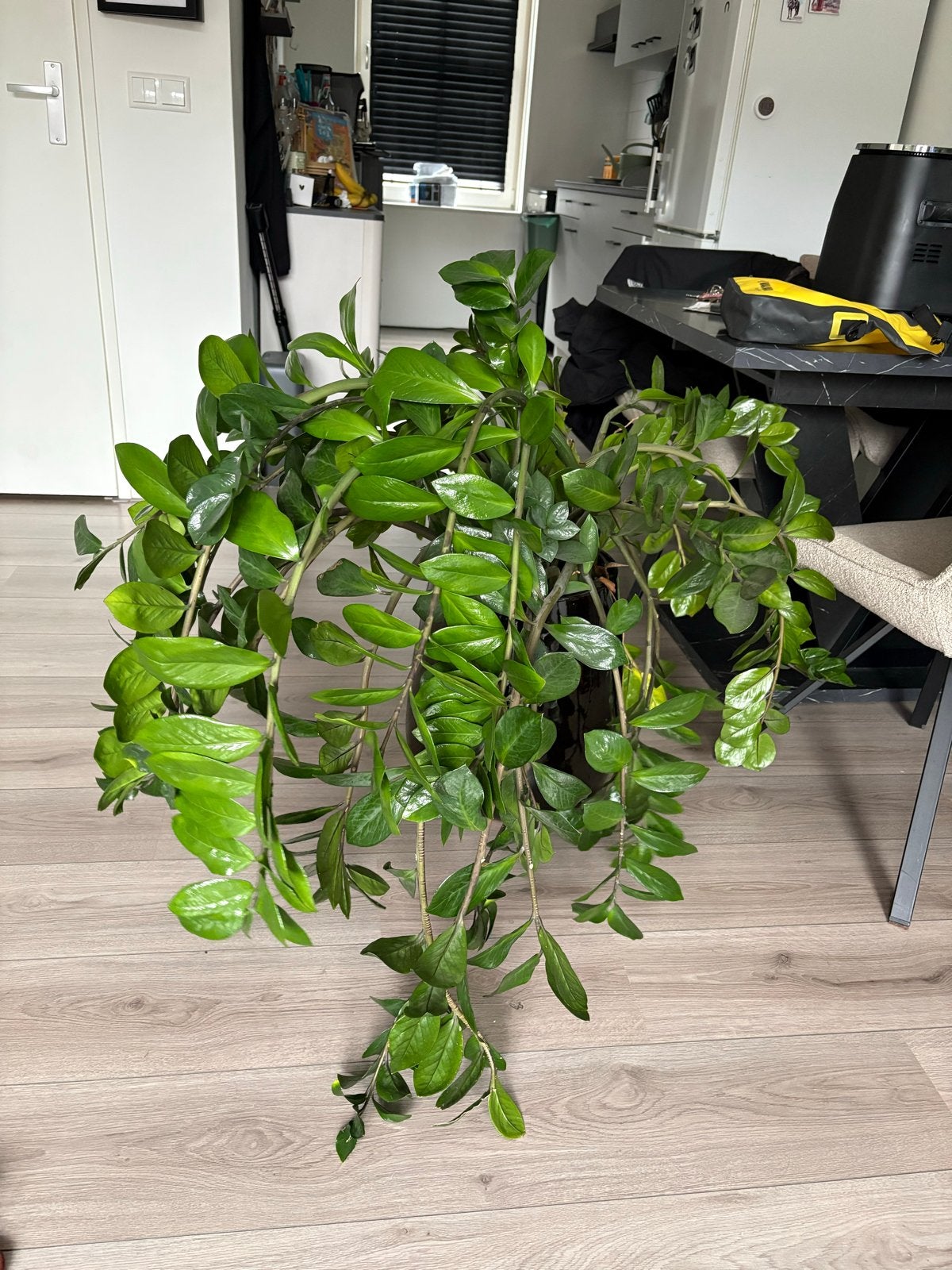 Grote Zamioculcas zamiifolia inclusief pot, Huis en Inrichting, Kamerplanten, Ophalen, 100 tot 150 cm, Overige soorten, Halfschaduw