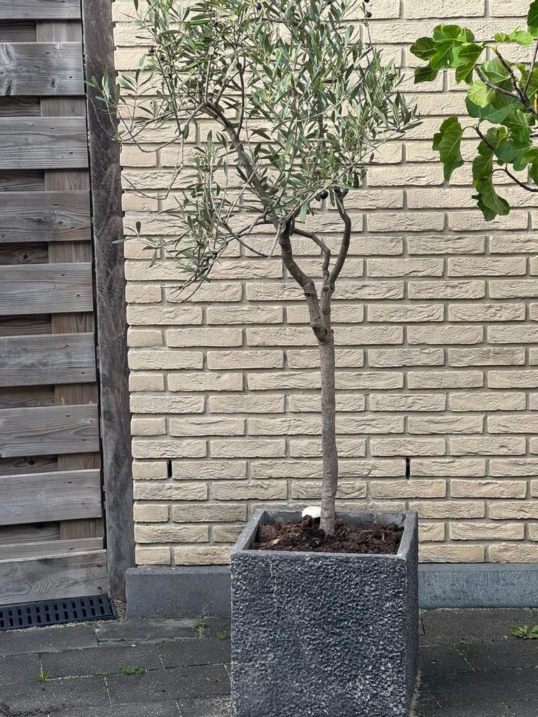 Olijfboom, Bloeit niet, 100 tot 250 cm, Olijfboom, Ophalen