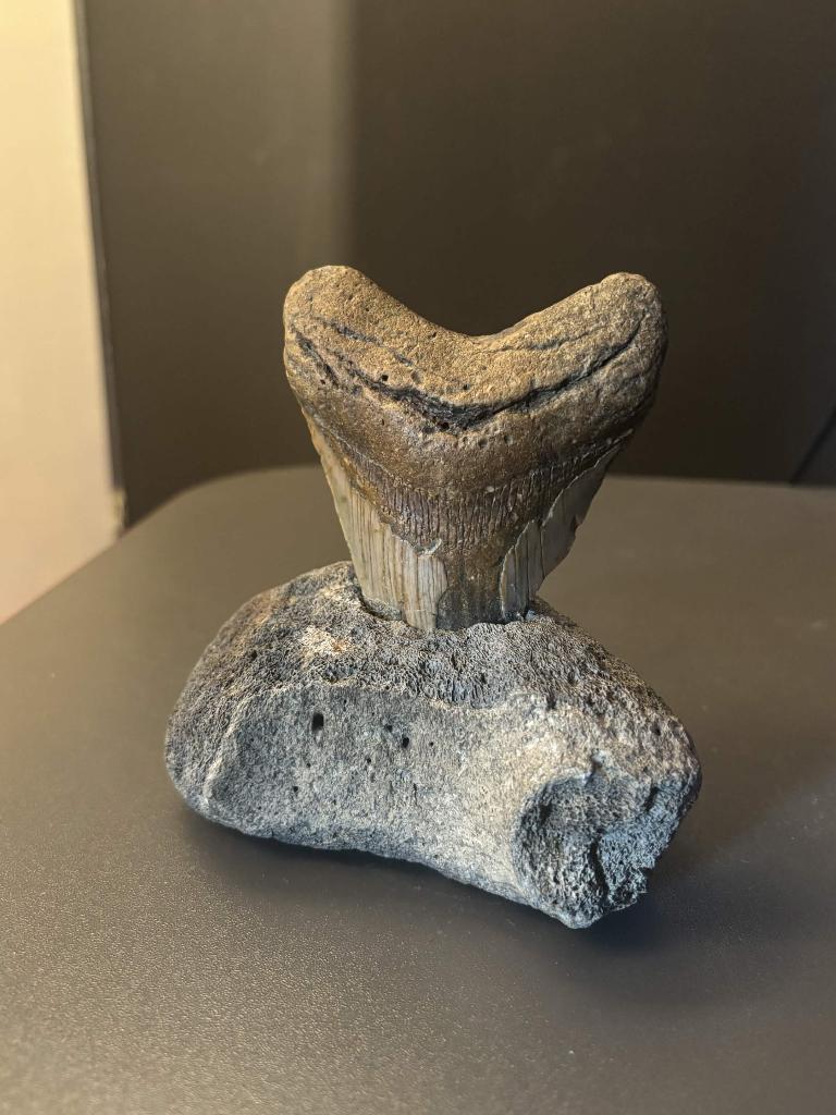 Megalodon tand, Verzamelen, Mineralen en Fossielen, Ophalen, Fossiel