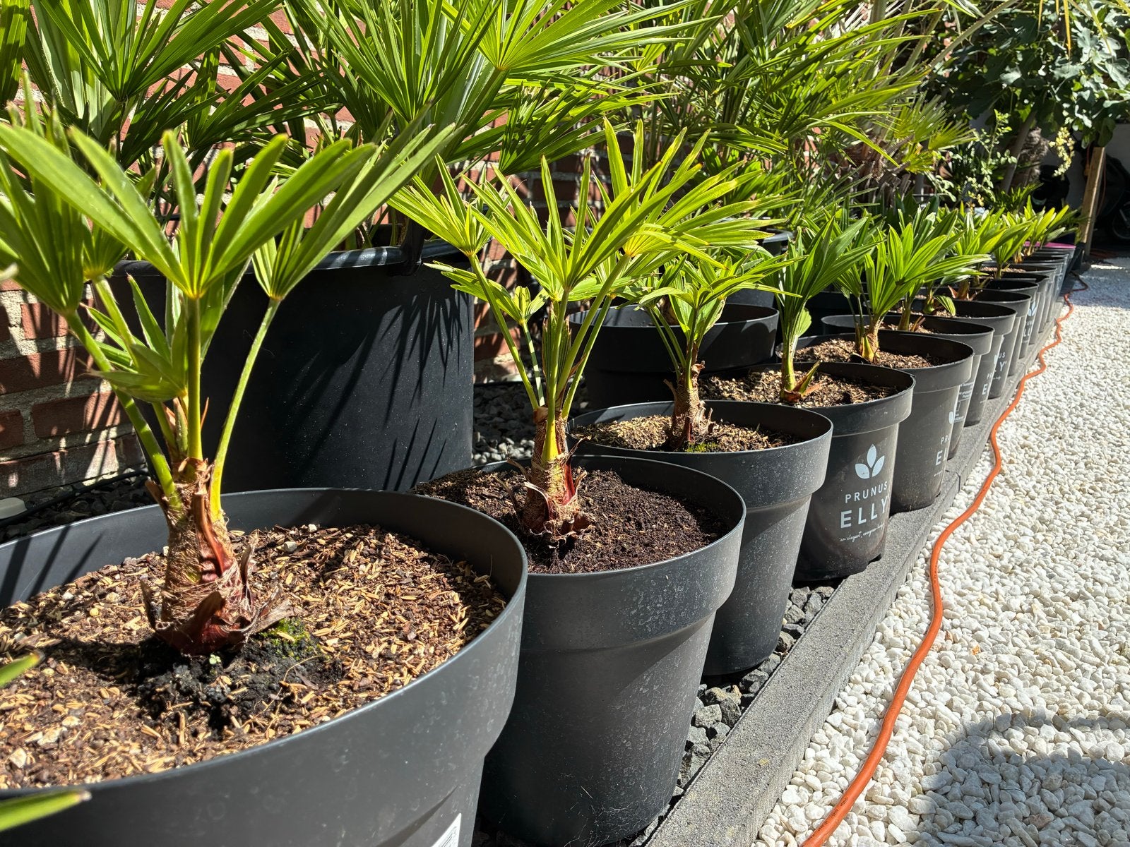 Kleine winterharde Palmboompjes - Trachycarpus Fortunei, Volle zon, Vaste plant, Bloeit niet, Ophalen