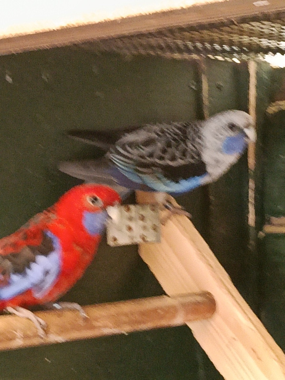 mooi koppel penant rossela,s, Dieren en Toebehoren, Meerdere dieren, Parkiet