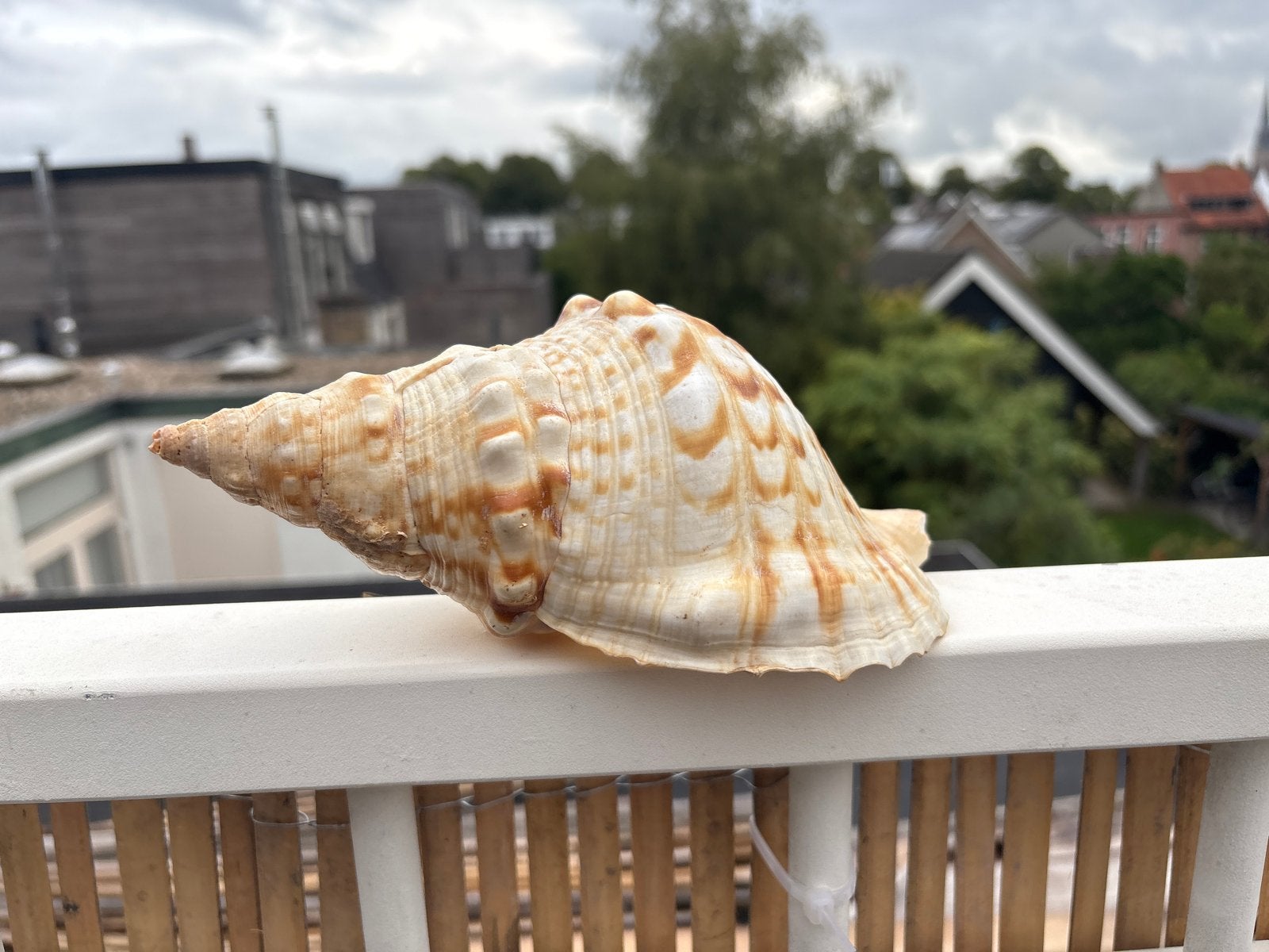 Oude zeeschelp - hoor de zee!, Antiek en Kunst, Verzenden