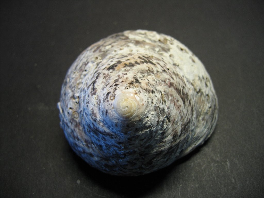 Schelpen: Cittarium pica Linnaeus, 1758., Ophalen of Verzenden, Schelp(en)