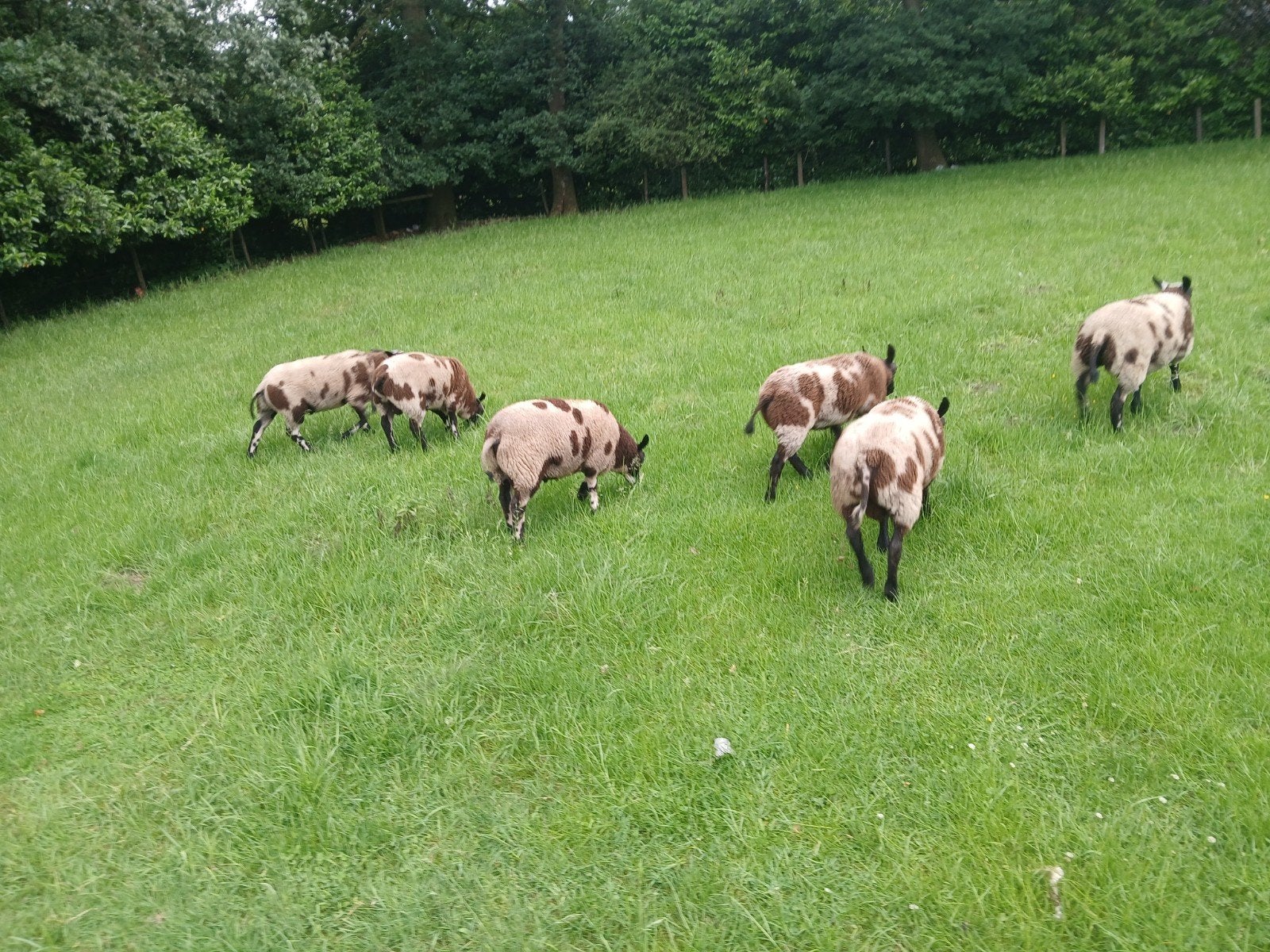 Te koop 4 bonte rammen en 2 bonte ooien., Dieren en Toebehoren, Schapen, Geiten en Varkens, Meerdere dieren, Schaap