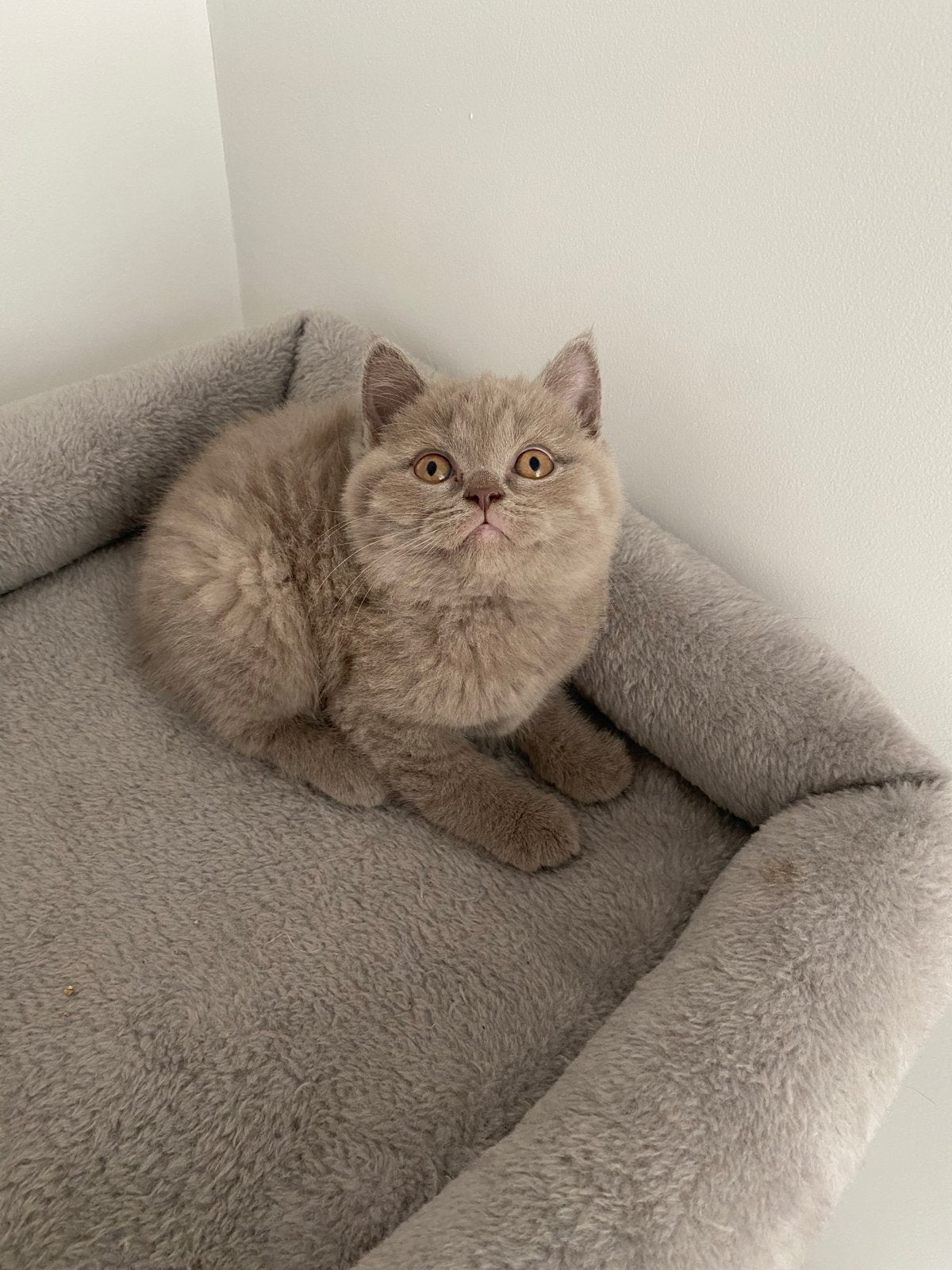 Prachtige raszuivere lilac Britse korthaar kitten katertje, Dieren en Toebehoren, Kater, Kortharig, 0 tot 2 jaar