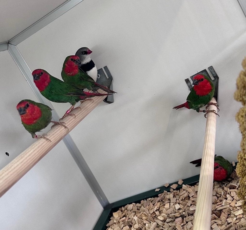 Roodkop papegaaiamadines mannen, Dieren en Toebehoren, Vogels | Overige Vogels, Mannelijk