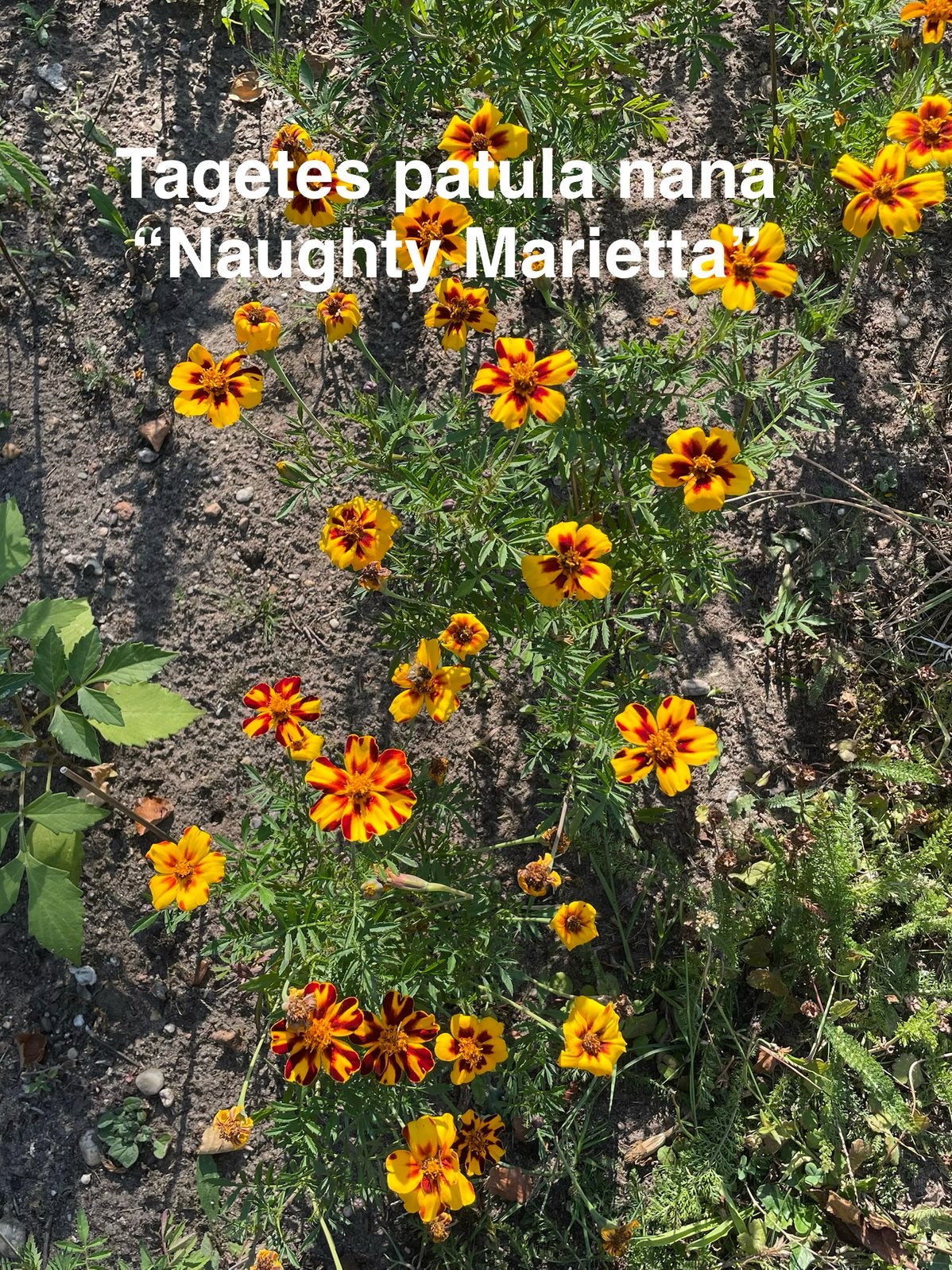 Zaden laag Afrikaantje Tagetes patula nana, Ophalen of Verzenden, Voorjaar, Volle zon, Zaad