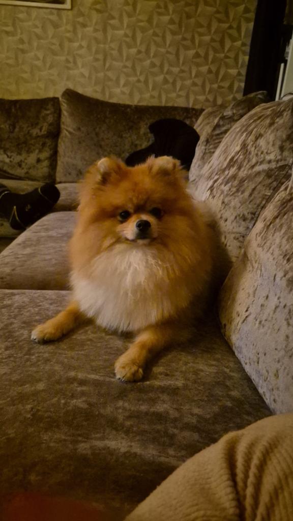 pomeriaan dekreu! NIET TE KOOP!, Reu, 1 tot 2 jaar, Eén hond, Nederland