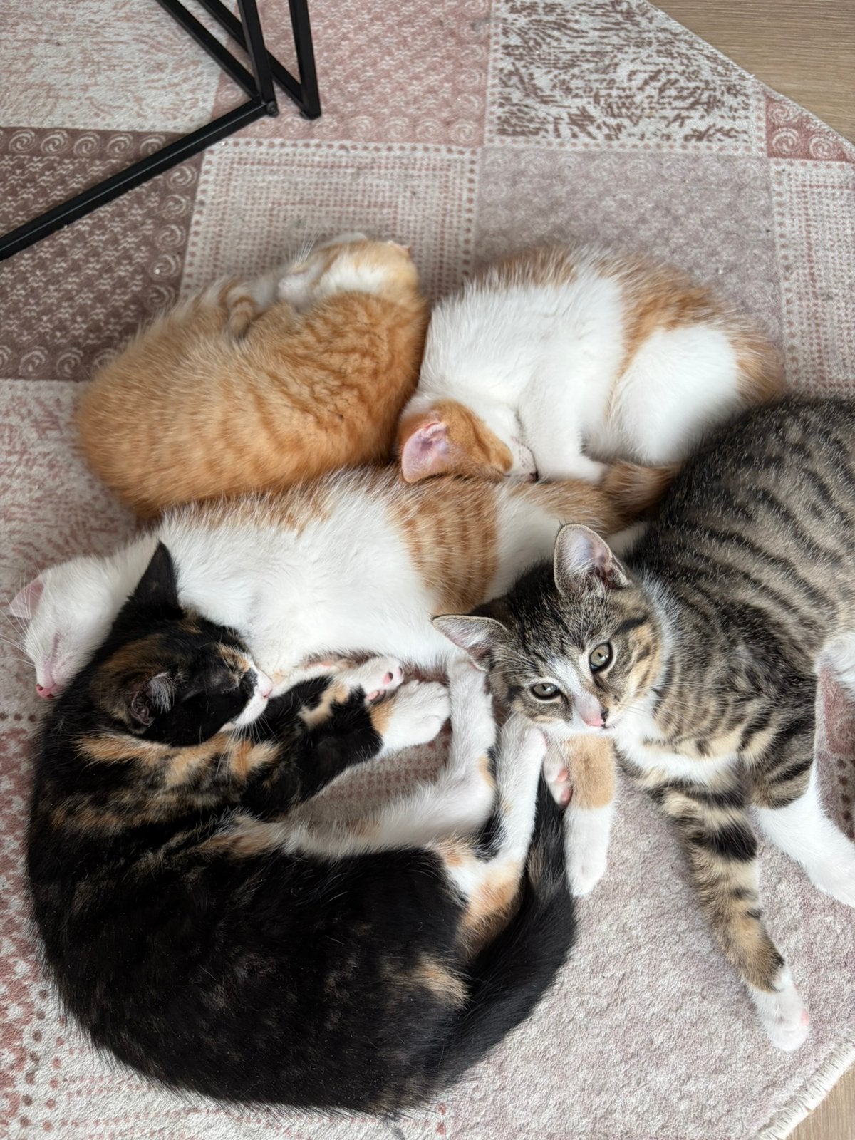 Mooie kittens, Meerdere dieren, Kortharig, 0 tot 2 jaar