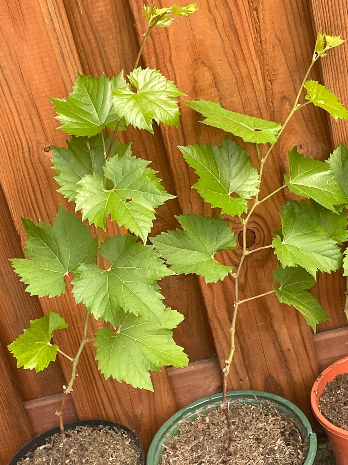 Druiven planten, Tuin en Terras, Planten | Fruitbomen, Ophalen, Overige soorten, Zomer