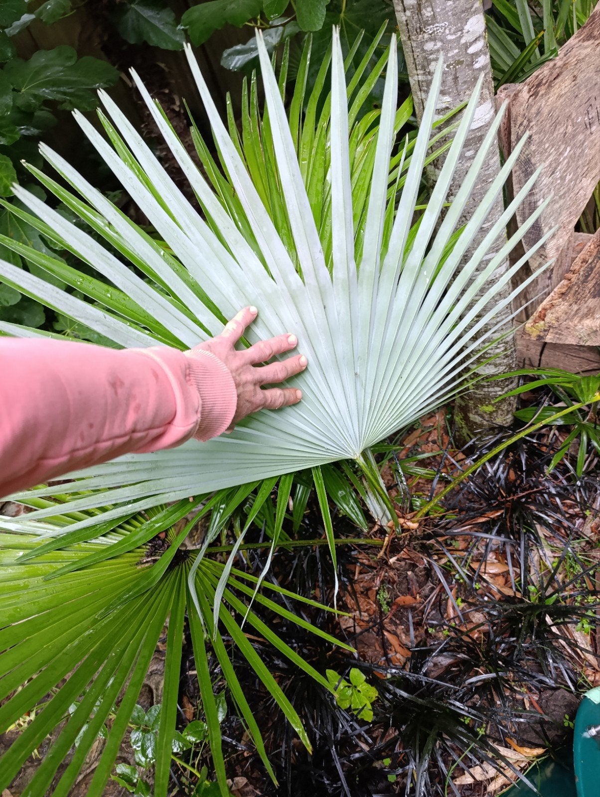 Trachycarpus Princeps - Blauwe Waaierpalm, 100 tot 250 cm, Zomer, Palmboom, Ophalen