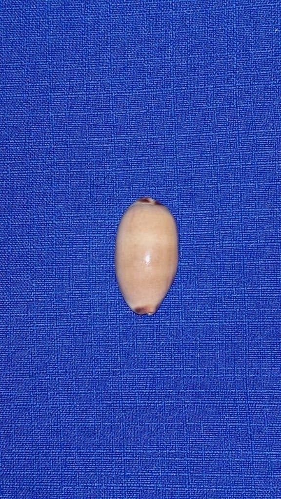 Schelpen, Cypraea isabella, Ophalen of Verzenden, Schelp(en)